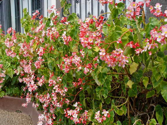 B. nitida